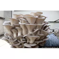 Міцелій грибів глива 4 кг на зерновому субстраті