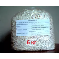 Міцелій грибів глива на зерновому субстраті 6 кг