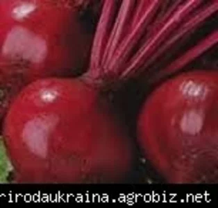 Насіння пакетоване Насіння пакетоване