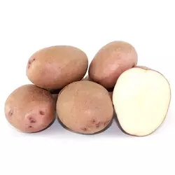 Картопля насіннева  Фотинія(1 репродукція )