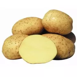 Картопля насіннева Корінна (Corinna)