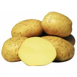  Картопля насіннева Вінєта