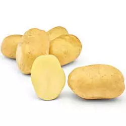 Насіння картоплі  Отолія