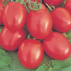 Насіння томатів (помідор) Беніто F1 (Benito F1) 0,05 г