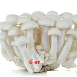 Мицелій зерновий опенька білого  1 кг (Шимеджі, HYPSIZYGUS MARMOREUS, БУКОВЫЙ ГРИБ) 