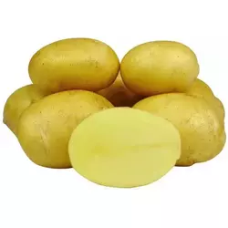 Картопля насінева   Джеллі (1 репродукція)
