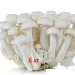 Мицелій зерновий опенька білого  6 кг (Шимеджі, HYPSIZYGUS MARMOREUS, БУКОВЫЙ ГРИБ) 