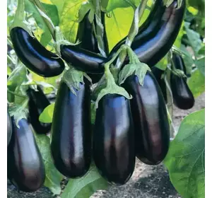 Баклажан Епік F1 20 шт Баклажан Епік F1 20 шт