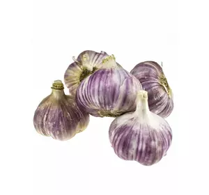 Часник озимий  Софіївський 5+(крупний ) Часник озимий  Софіївський 5+(крупний )