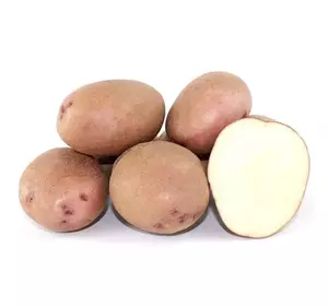 Картопля насіннева  Фотинія(1 репродукція ) Картопля насіннева  Фотинія(1 репродукція )
