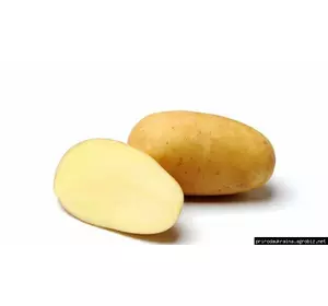 Картофель посевной Сюзанна Картофель посевной Сюзанна