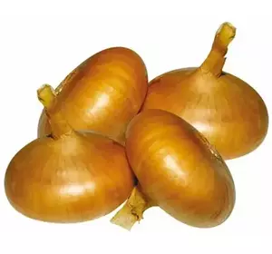 Цибуля сіянка Штутгартер різен Цибуля сіянка Штутгартер різен