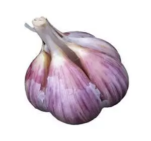 Часник харківський фіолетовий фракція 5+ Часник харківський фіолетовий фракція 5+