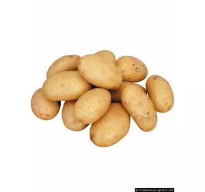 Насіння картоплі Доната(1 репродукція) 