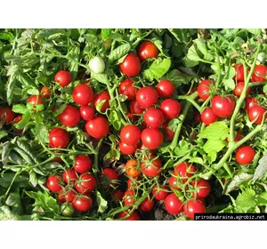 Томат Толстой F1 10 семян Томат Толстой F1 10 семян