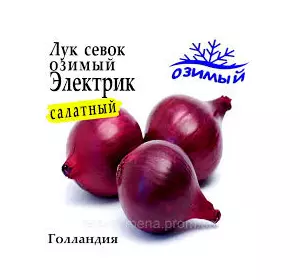 Цибуля -сівок озима  Електрик Цибуля -сівок озима  Електрик