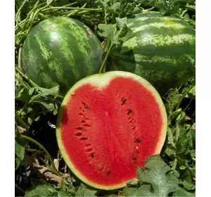 Кавун АУ-продюсер   10 шт Кавун АУ-продюсер   10 шт