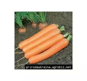 Морковь Дордонь F1 1 гр