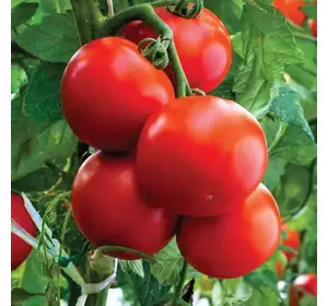 Томат Полфаст F1(20 шт) Томат Полфаст F1(20 шт)