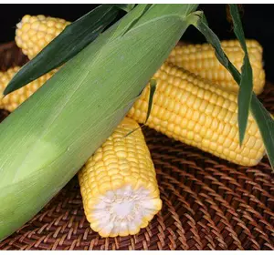 Кукурудза цукрова Кетама F1 Ketama 30 г Кукурудза цукрова Кетама F1 Ketama 30 г