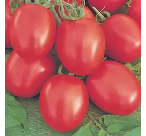 Томат Беніто F1 Томат Беніто F1