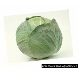 Капуста Центуріон F1 Капуста Центуріон F1