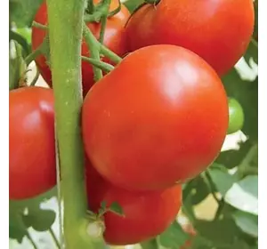 Томат Флорида 47 F1 Томат Флорида 47 F1