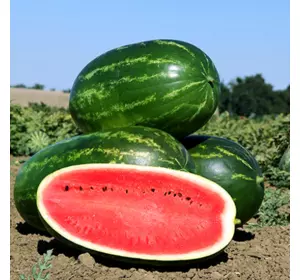 Кавун Фарао F1 / Farao F1 10 шт  Кавун Фарао F1 / Farao F1 10 шт