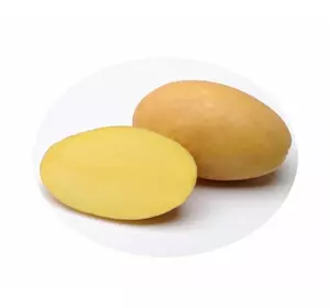 Картопля насіннева   Берніна (1 репродукція) Картопля насіннева   Берніна (1 репродукція)