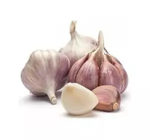 Озимый чеснок (севок) Гермидор (Germidor) Озимый чеснок (севок) Гермидор (Germidor)