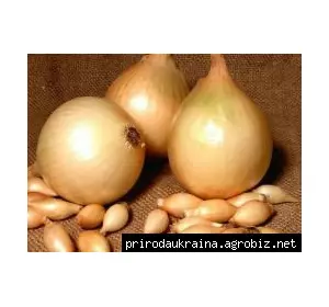 Цибуля озима Центуріон Цибуля озима Центуріон