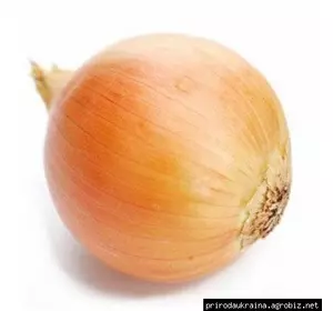 Цибуля озима коррадо Цибуля озима коррадо