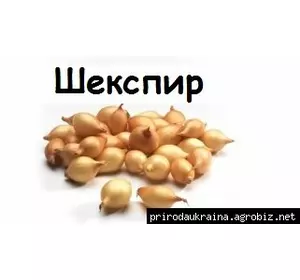 Цибуля озима Шекспір на перо Цибуля озима Шекспір на перо