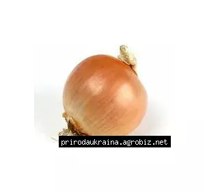 Цибуля озима Купідо F1 (Cupido) Цибуля озима Купідо F1 (Cupido)