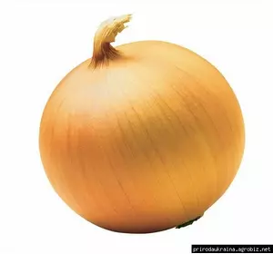 Цибуля озима Болеро F1 Цибуля озима Болеро F1