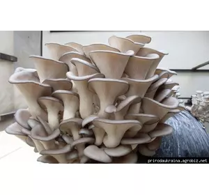 Міцелій грибів глива 4 кг на зерновому субстраті