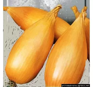 Цибуля озима Бамбергер Цибуля озима Бамбергер