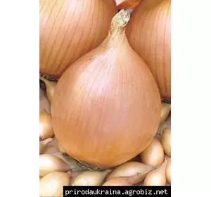 Цибуля озима Стурон Цибуля озима Стурон