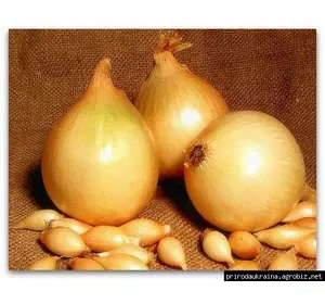 Цибуля озима Сеншуй Цибуля озима Сеншуй