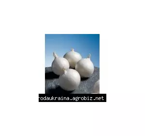 Цибуля озима Айсберг Цибуля озима Айсберг