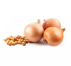 Цибуля озима Радар (Radar) Цибуля озима Радар (Radar)