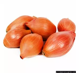 Цибуля озима Голіат Цибуля озима Голіат