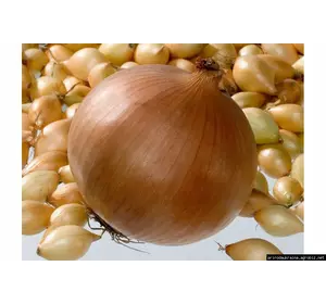 Цибуля озима Геркулес Цибуля озима Геркулес