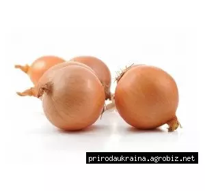 Цибуля-сівачка весняна Штутті Цибуля-сівачка весняна Штутті