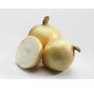 Цибуля озима Сеттон Цибуля озима Сеттон