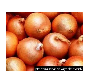 Цибуля-сіянка Геркулес Цибуля-сіянка Геркулес