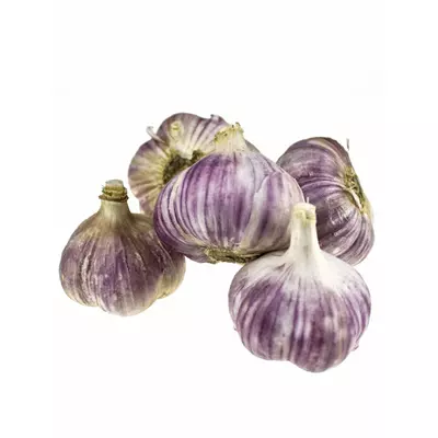 Часник озимий  Софіївський 5+(крупний )