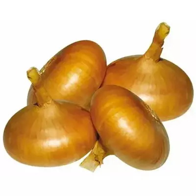 Цибуля сіянка Штутгартер різен