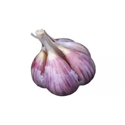 Часник харківський фіолетовий фракція 5+