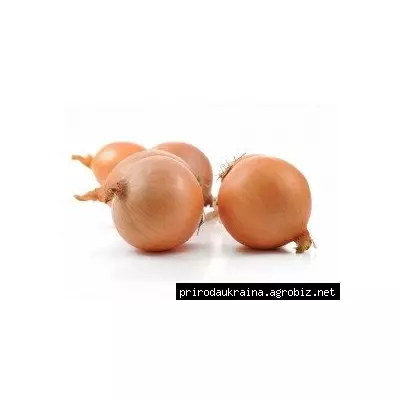 Цибуля-сівоку Штутті (Stutti)